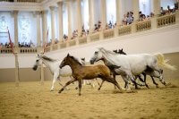 Spanische Hofreitschule - Piber meets Vienna